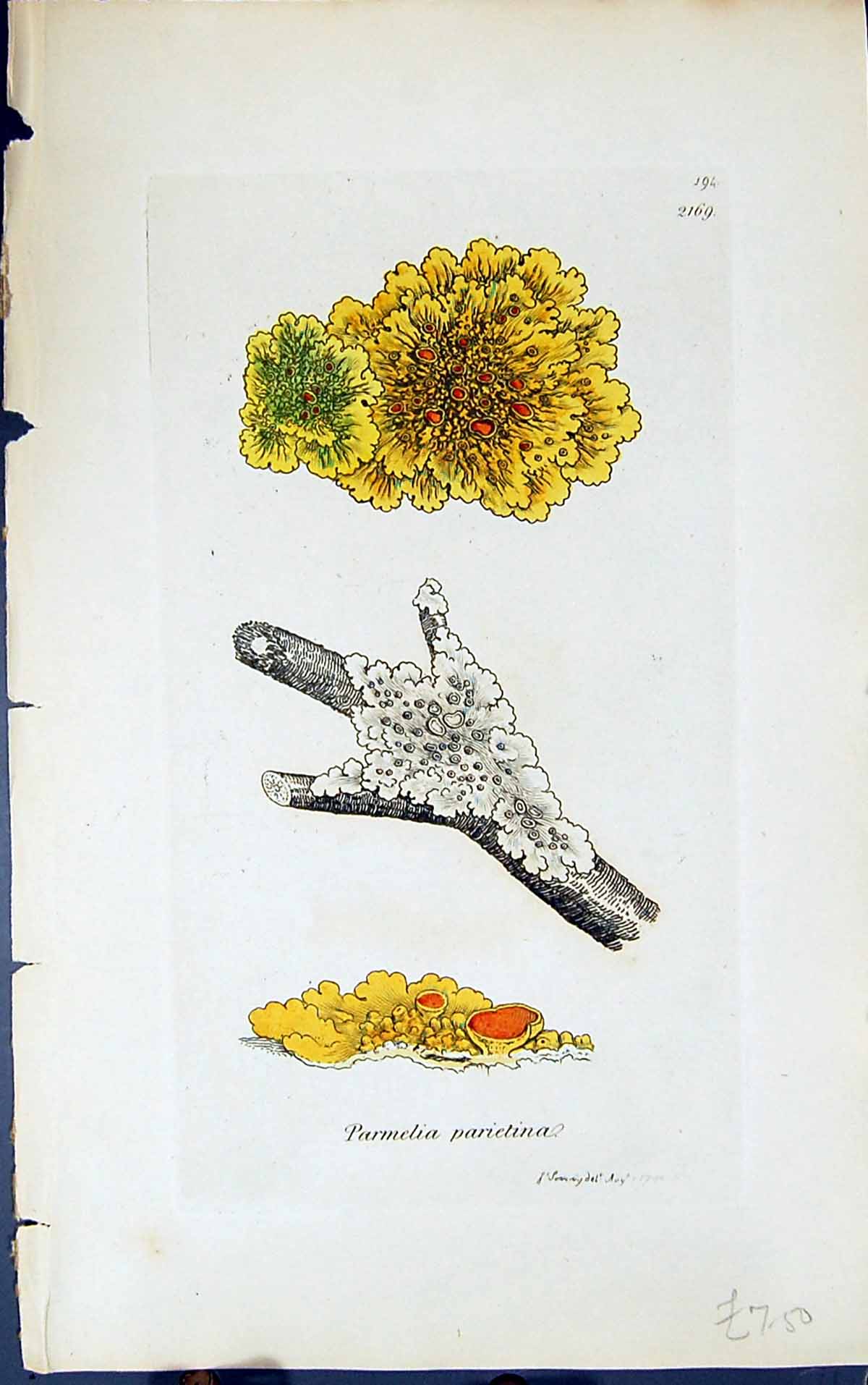 Antique Print Parmelia Parientina 1847 British Plants Sowerby Smith Colour 19th