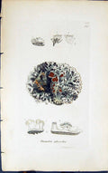 Antique Old Print Parmelia Physodes 1847 British Plants Sowerby Smith Colour