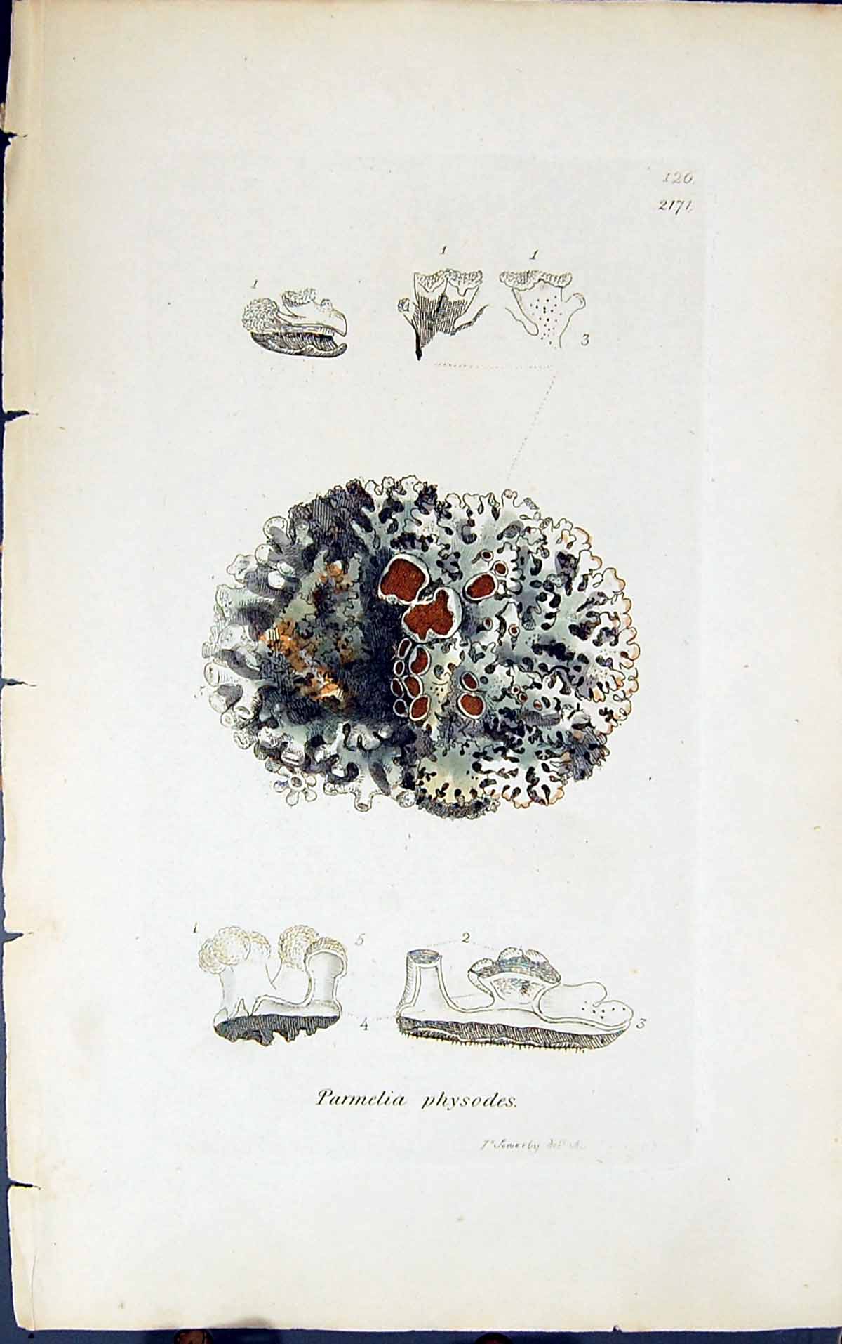 Antique Old Print Parmelia Physodes 1847 British Plants Sowerby Smith Colour