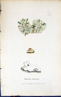 Antique Old Print Parmelia Diatrypa 1847 British Plants Sowerby Smith Colour