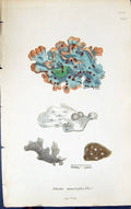 Antique Old Print Sticta Macrophylla 1847 British Plants Sowerby Smith Colour