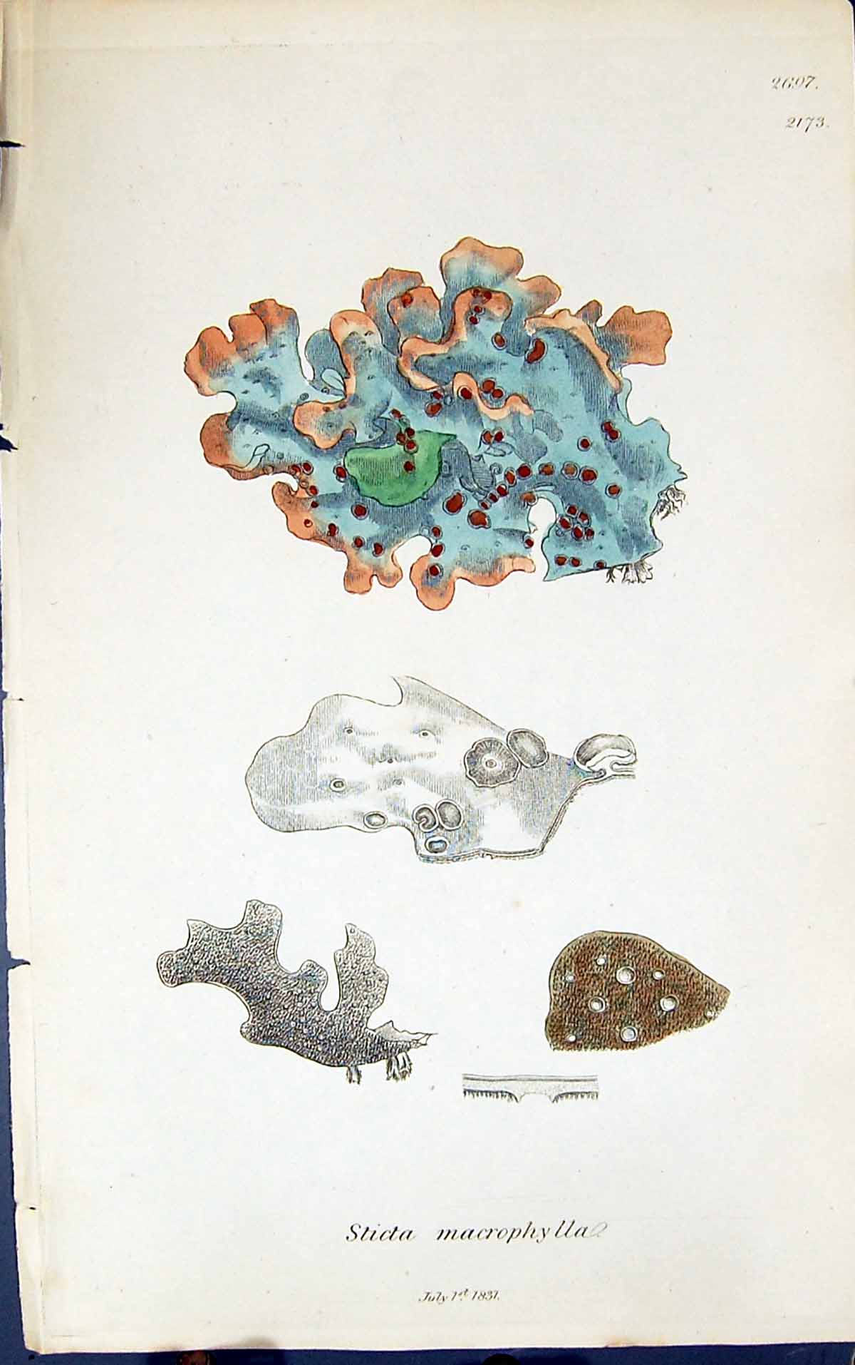 Antique Old Print Sticta Macrophylla 1847 British Plants Sowerby Smith Colour
