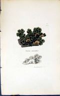 Old Antique Print Sticta Crocata 1847 British Plants Sowerby Smith Colour 19th