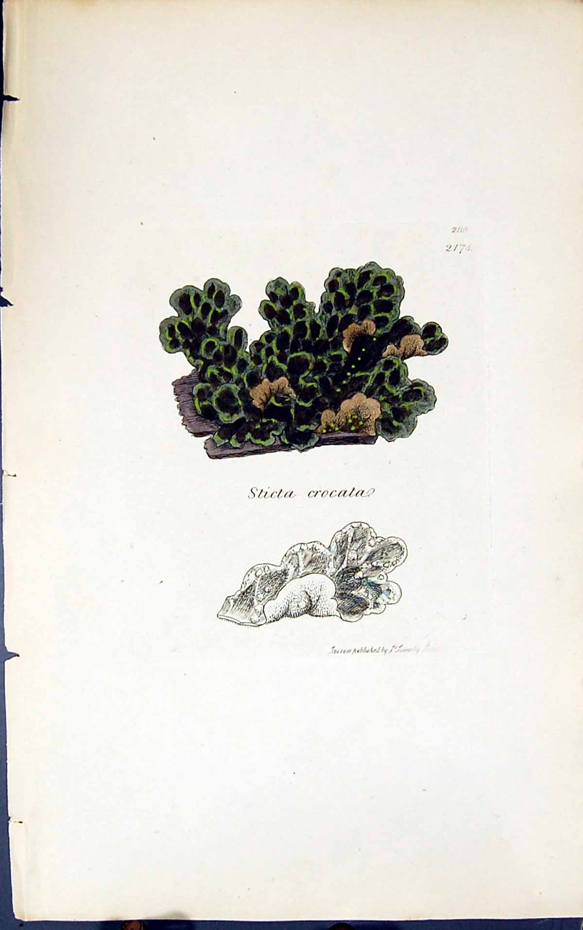 Old Antique Print Sticta Crocata 1847 British Plants Sowerby Smith Colour 19th