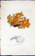 Old Antique Print Sticta Aurata 1847 British Plants Sowerby Smith Colour 19th