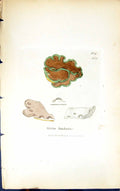 Old Antique Print Sticta Limbata 1847 British Plants Sowerby Smith Colour 19th