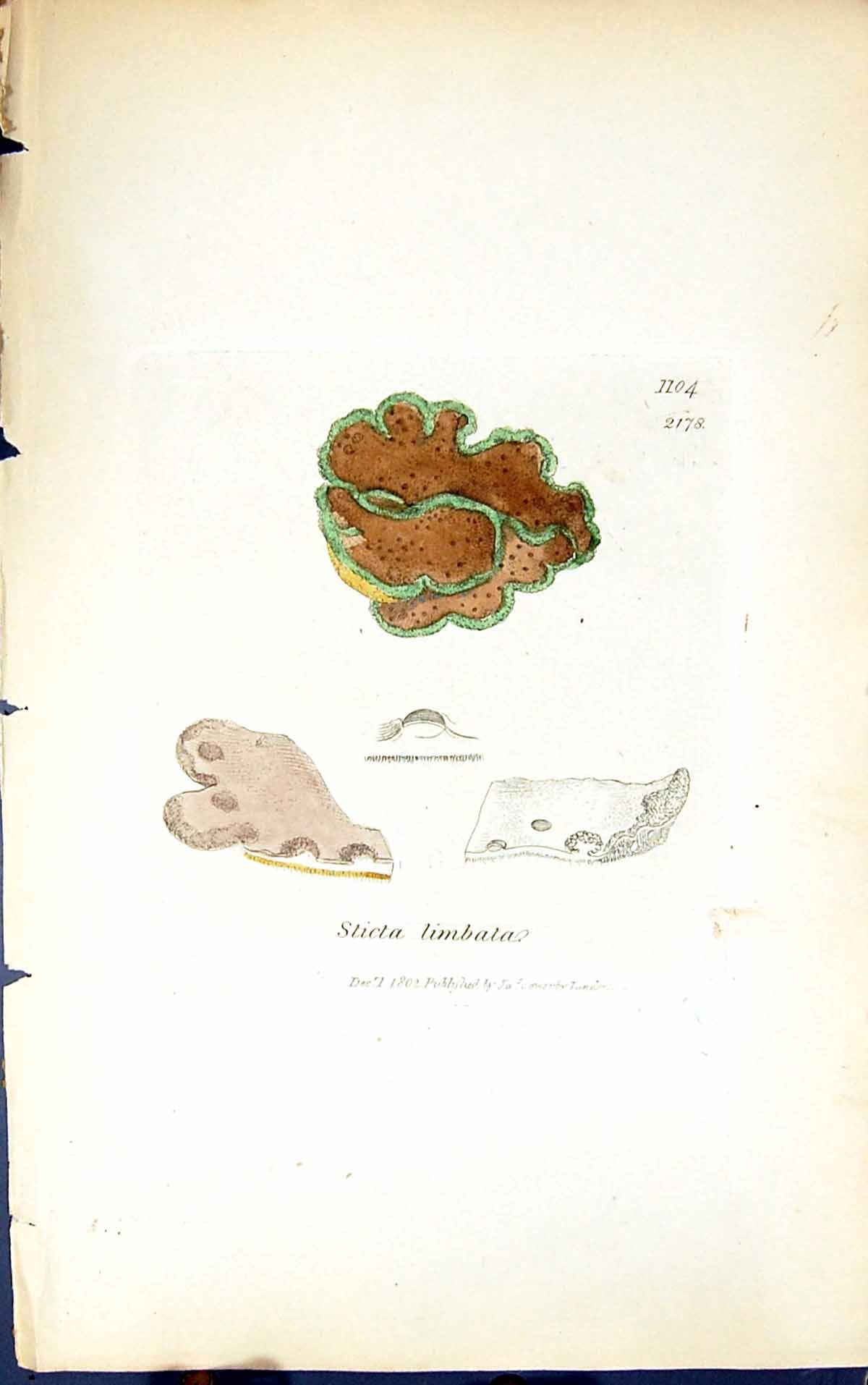 Old Antique Print Sticta Limbata 1847 British Plants Sowerby Smith Colour 19th