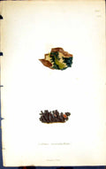 Antique Print Collema Microphyllum 1847 British Plants Sowerby Smith Colour