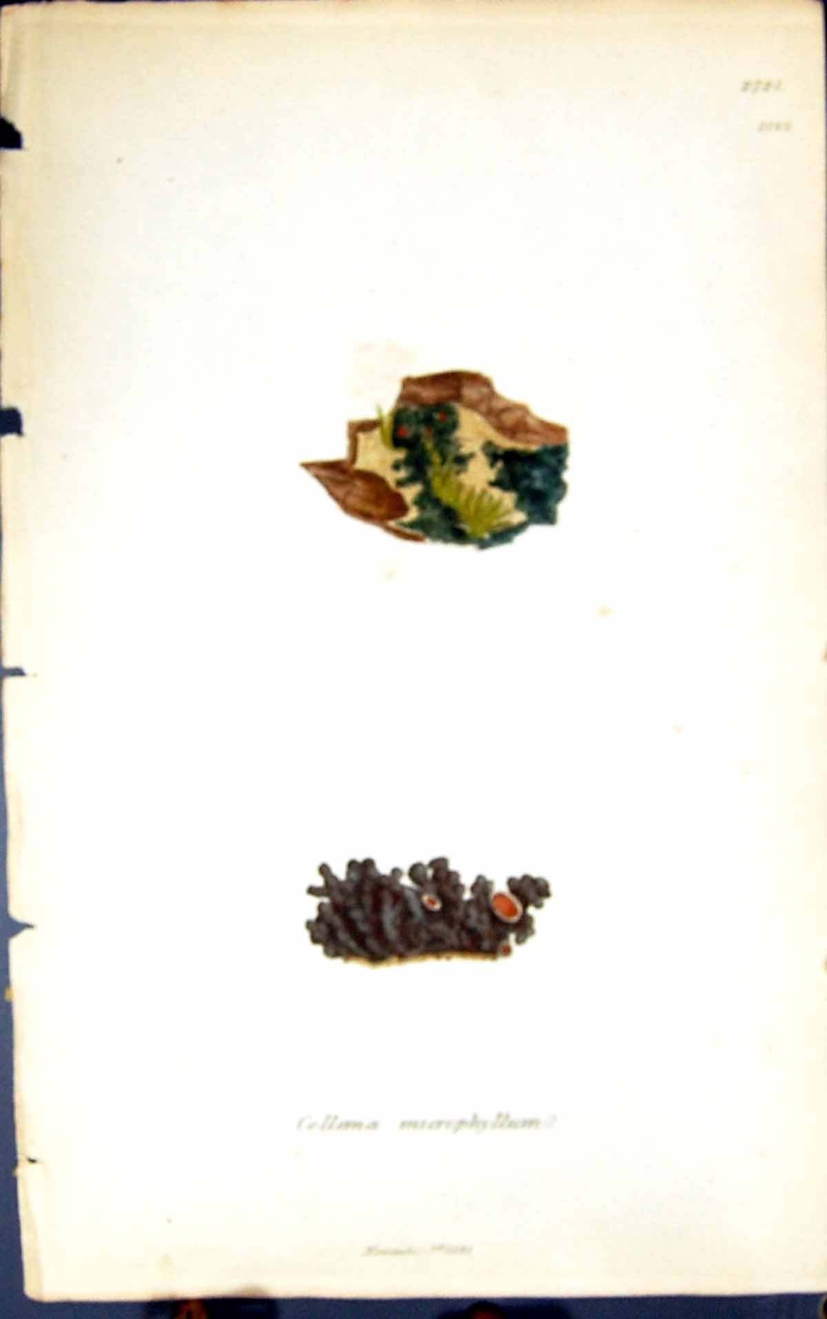 Antique Print Collema Microphyllum 1847 British Plants Sowerby Smith Colour