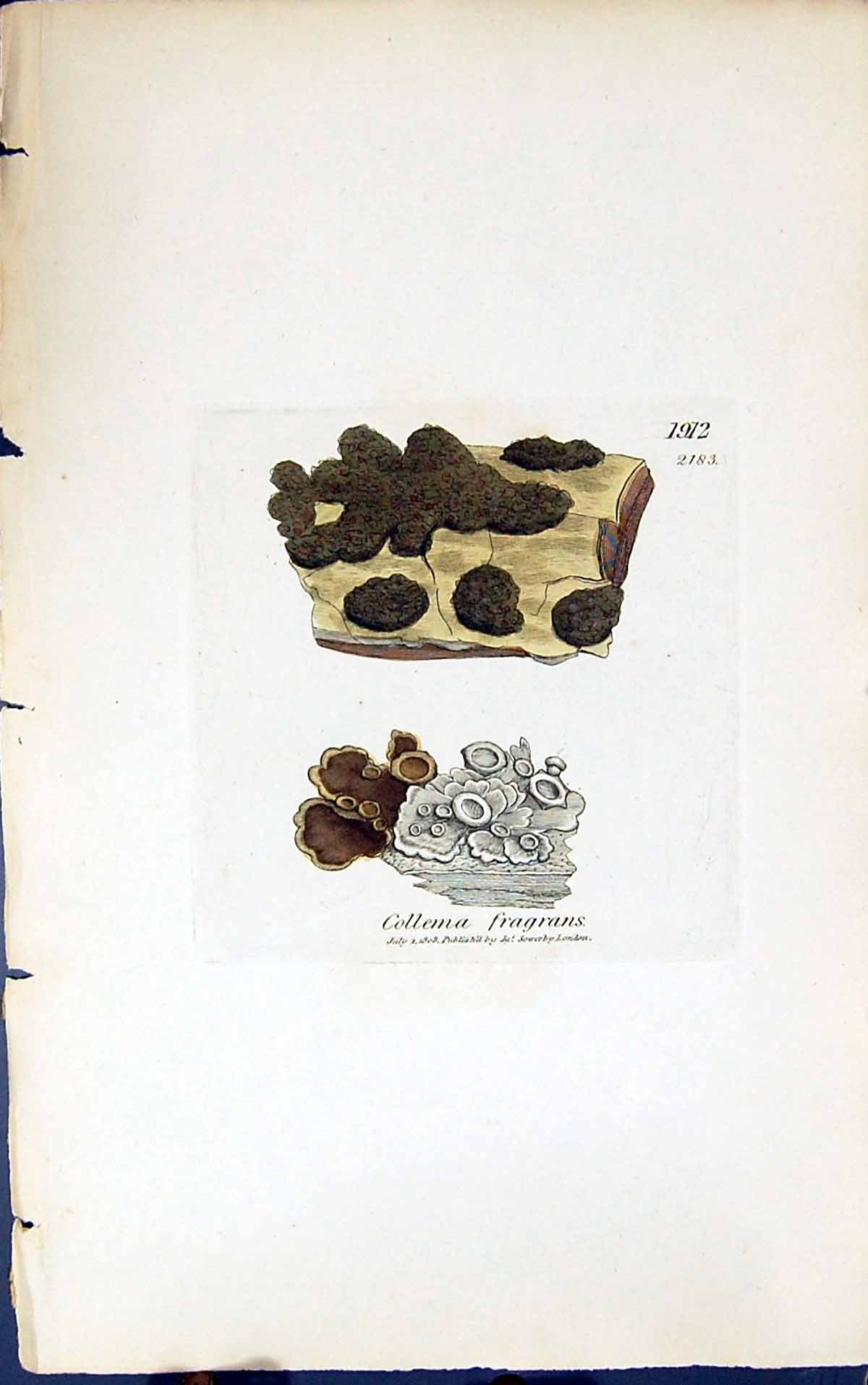 Antique Old Print Collema Fragrans 1847 British Plants Sowerby Smith Colour