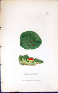 Antique Old Print Collema Cristatum 1847 British Plants Sowerby Smith Colour