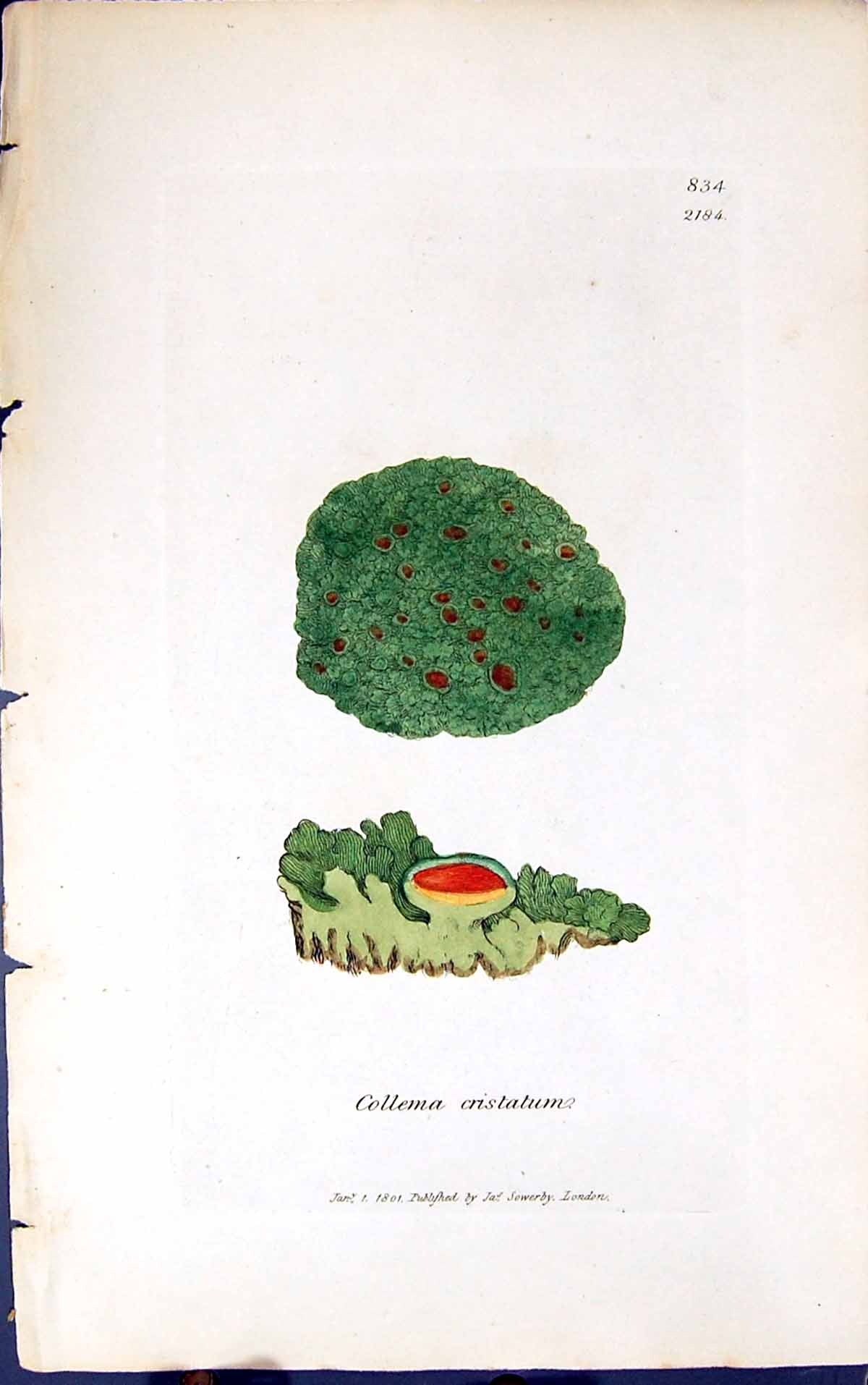 Antique Old Print Collema Cristatum 1847 British Plants Sowerby Smith Colour