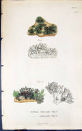 Antique Print Collema Limosum Ceranoides 1847 British Plants Sowerby Smith 19th