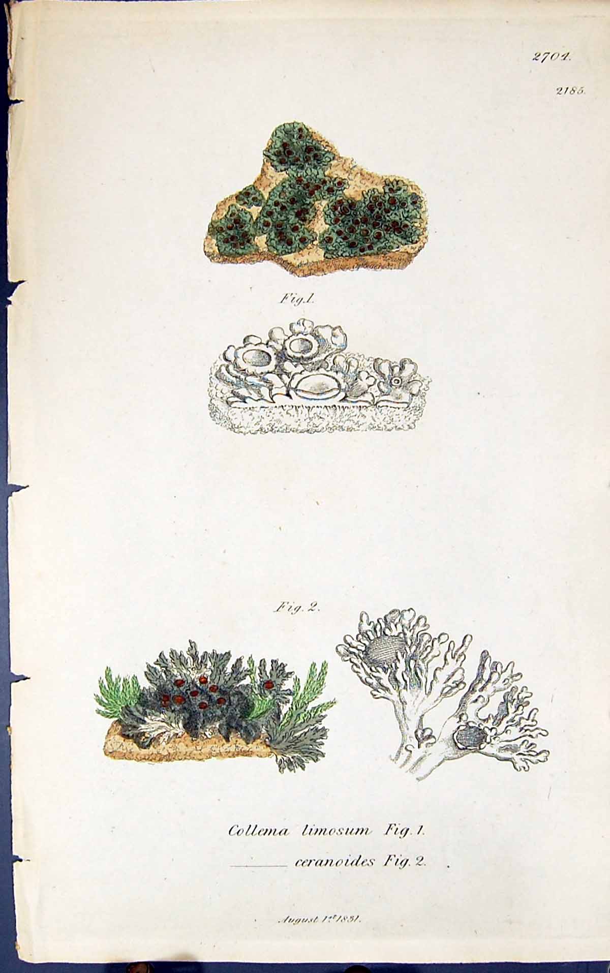 Antique Print Collema Limosum Ceranoides 1847 British Plants Sowerby Smith 19th