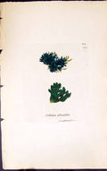 Antique Old Print Collema Plicatilis 1847 British Plants Sowerby Smith Colour