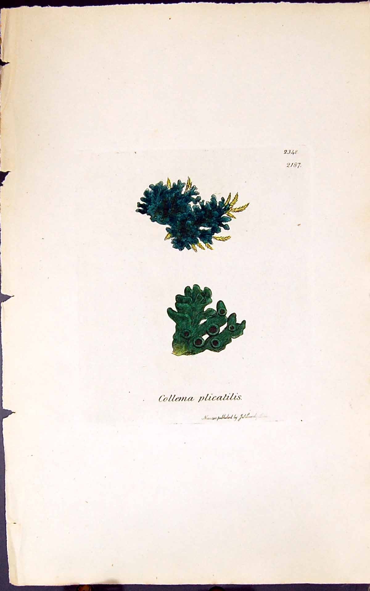 Antique Old Print Collema Plicatilis 1847 British Plants Sowerby Smith Colour