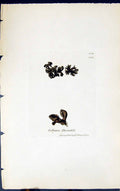 Antique Old Print Collema Fluviatili 1847 British Plants Sowerby Smith Colour