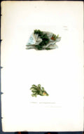 Old Print Collema Multipartitum 1847 British Plants Sowerby Smith Colour 19th