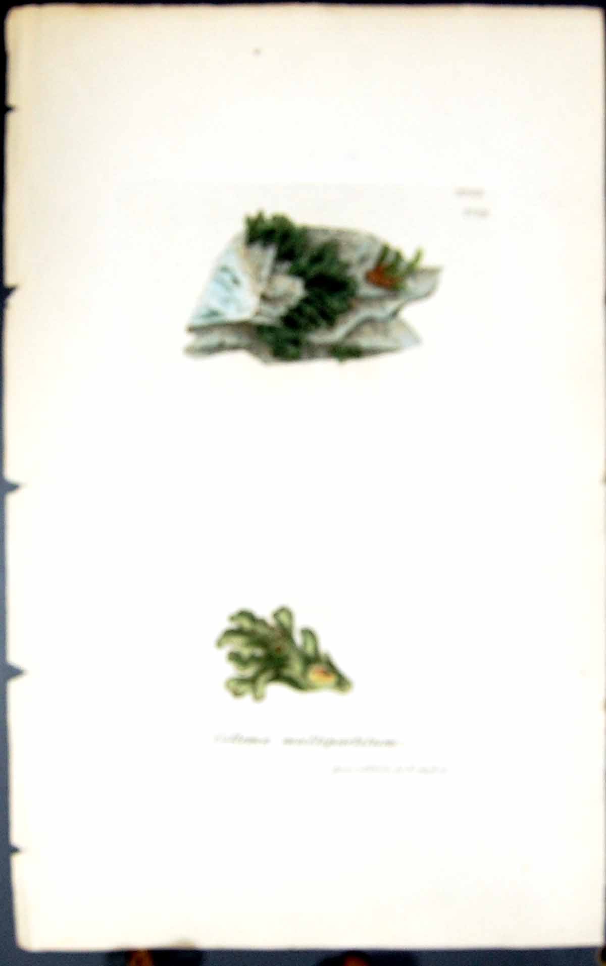 Old Print Collema Multipartitum 1847 British Plants Sowerby Smith Colour 19th