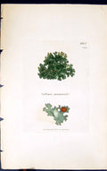 Antique Old Print Collema Marginale 1847 British Plants Sowerby Smith Colour