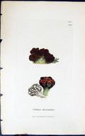 Antique Print Collema Fasciculare 1847 British Plants Sowerby Smith Colour 19th