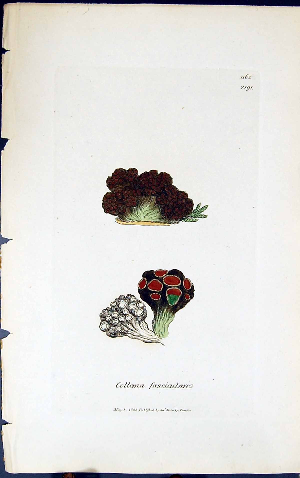 Antique Print Collema Fasciculare 1847 British Plants Sowerby Smith Colour 19th
