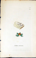 Antique Old Print Collema Cretaceum 1847 British Plants Sowerby Smith Colour