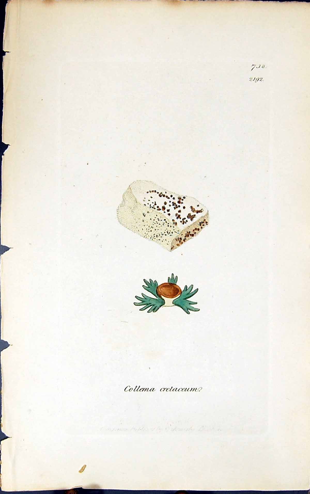 Antique Old Print Collema Cretaceum 1847 British Plants Sowerby Smith Colour