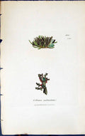 Antique Old Print Collema Palmatum 1847 British Plants Sowerby Smith Colour