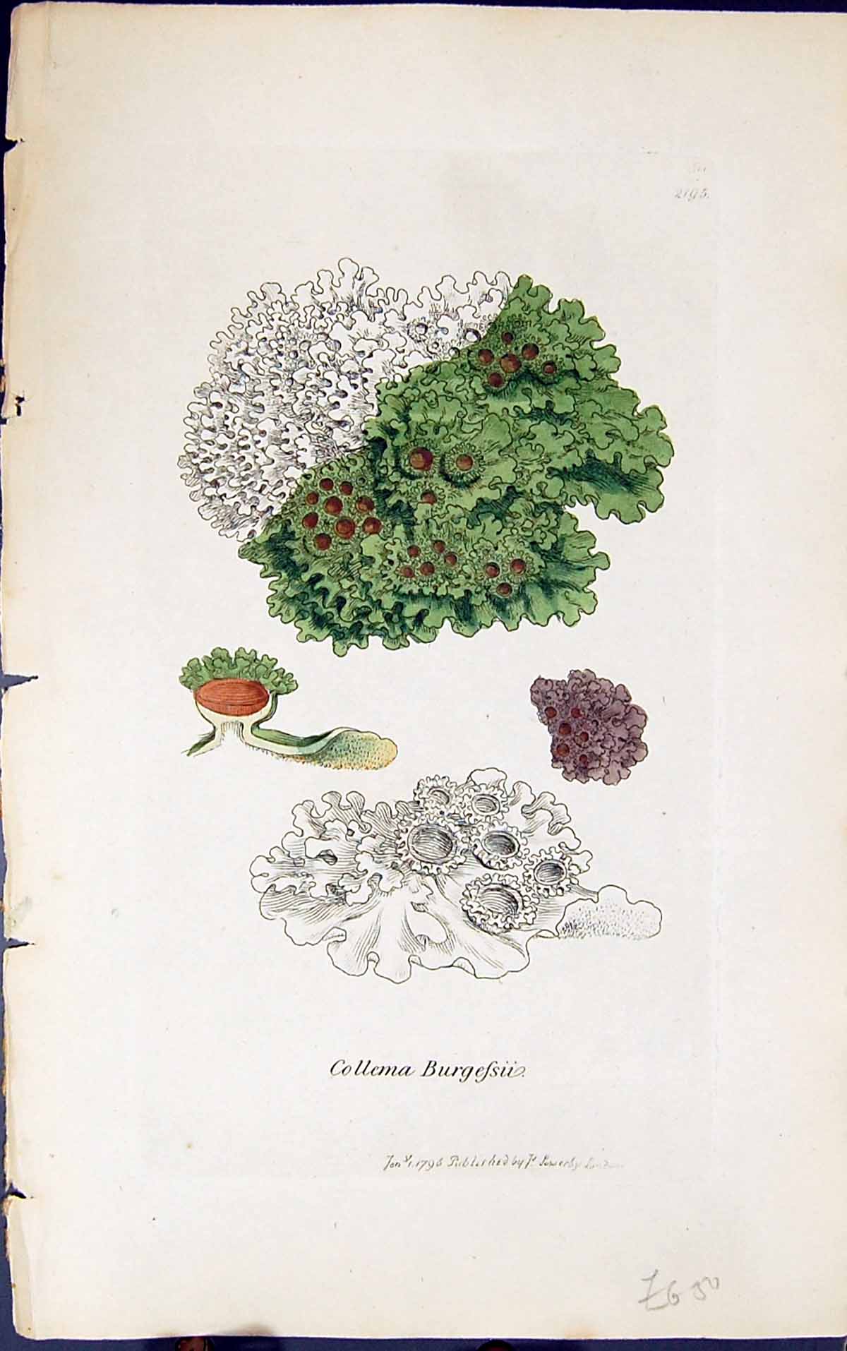 Antique Old Print Collema Burgefsii 1847 British Plants Sowerby Smith Colour