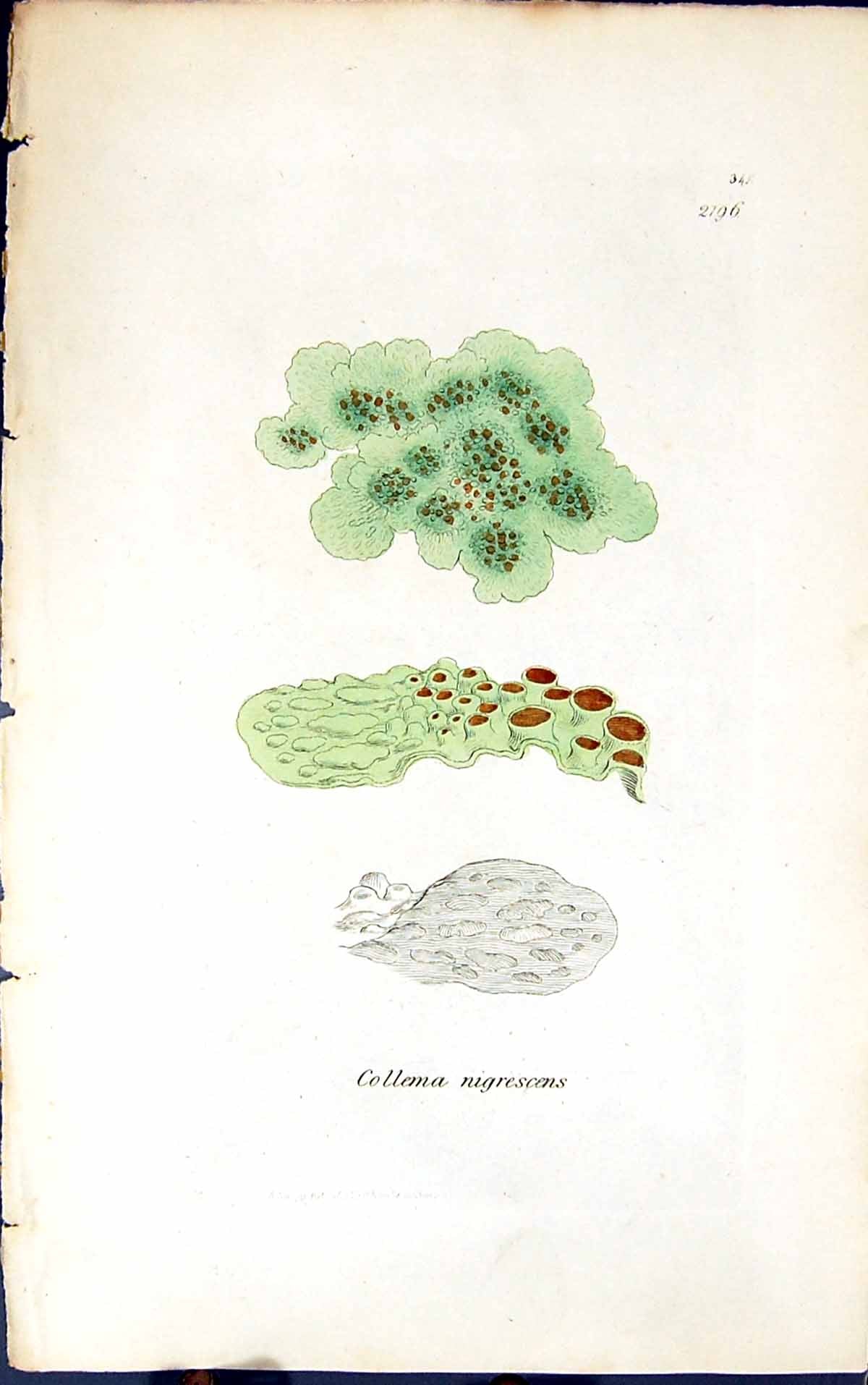 Antique Old Print Collema Nigrescens 1847 British Plants Sowerby Smith Colour
