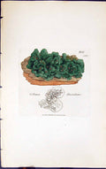 Antique Old Print Collema Flaccidum 1847 British Plants Sowerby Smith Colour