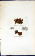 Antique Old Print Collema Granulatum 1847 British Plants Sowerby Smith Colour
