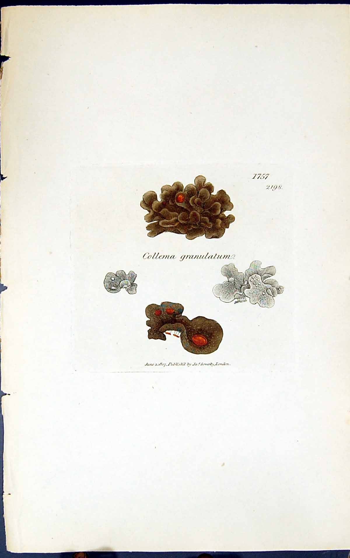 Antique Old Print Collema Granulatum 1847 British Plants Sowerby Smith Colour