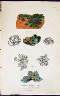 Antique Print Collema Crispum Dermatinum 1847 British Plants Sowerby Smith 19th