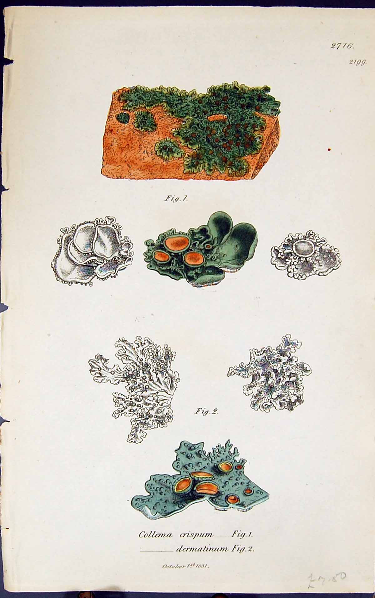 Antique Print Collema Crispum Dermatinum 1847 British Plants Sowerby Smith 19th