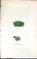 Antique Old Print Collema Sinuatum 1847 British Plants Sowerby Smith Colour