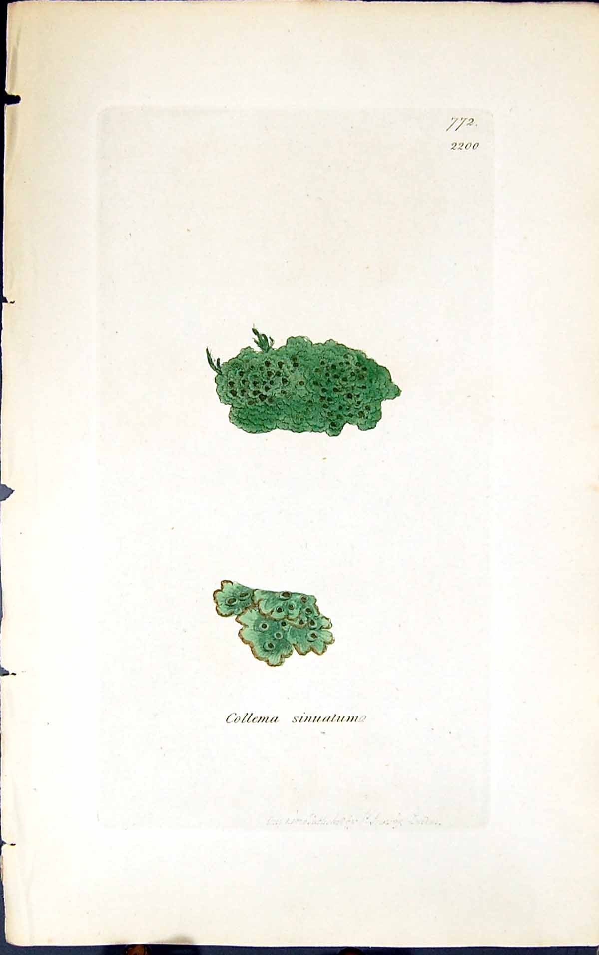 Antique Old Print Collema Sinuatum 1847 British Plants Sowerby Smith Colour