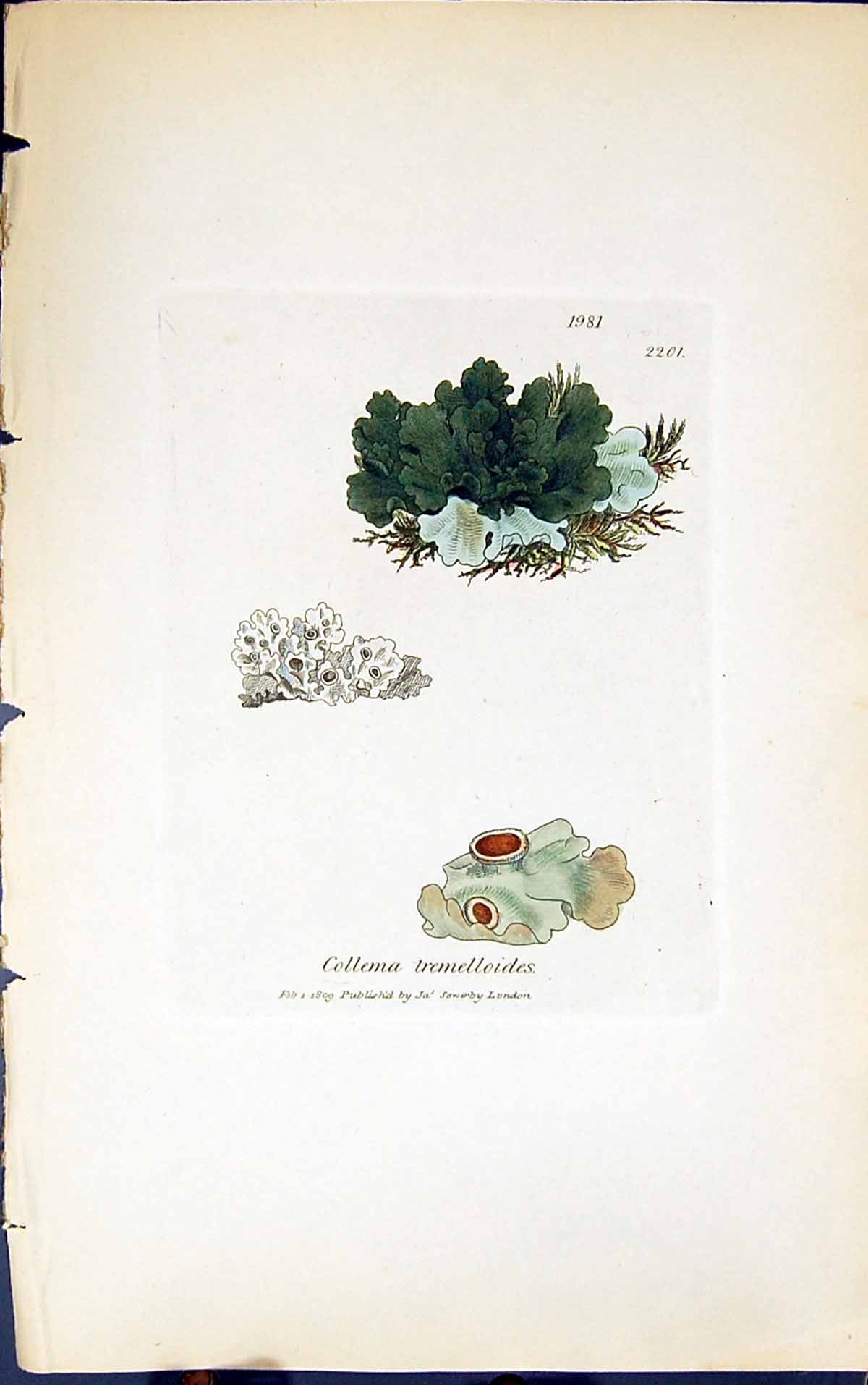 Antique Print Collema Tremelloides 1847 British Plants Sowerby Smith Colour