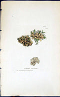 Antique Old Print Collema Lacerum 1847 British Plants Sowerby Smith Colour 19th