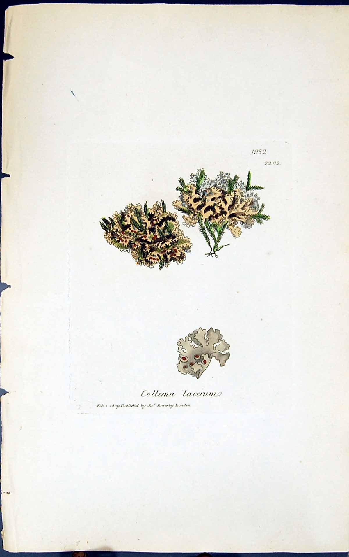 Antique Old Print Collema Lacerum 1847 British Plants Sowerby Smith Colour 19th