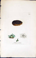 Antique Old Print Collema Subtile 1847 British Plants Sowerby Smith Colour 19th