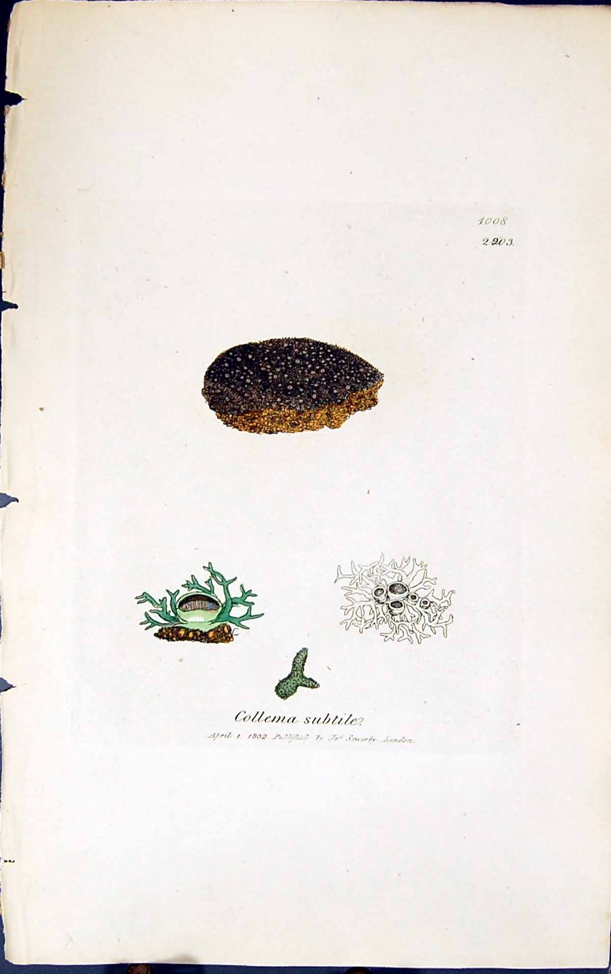 Antique Old Print Collema Subtile 1847 British Plants Sowerby Smith Colour 19th