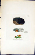 Antique Old Print Collema Tenussumum 1847 British Plants Sowerby Smith Colour