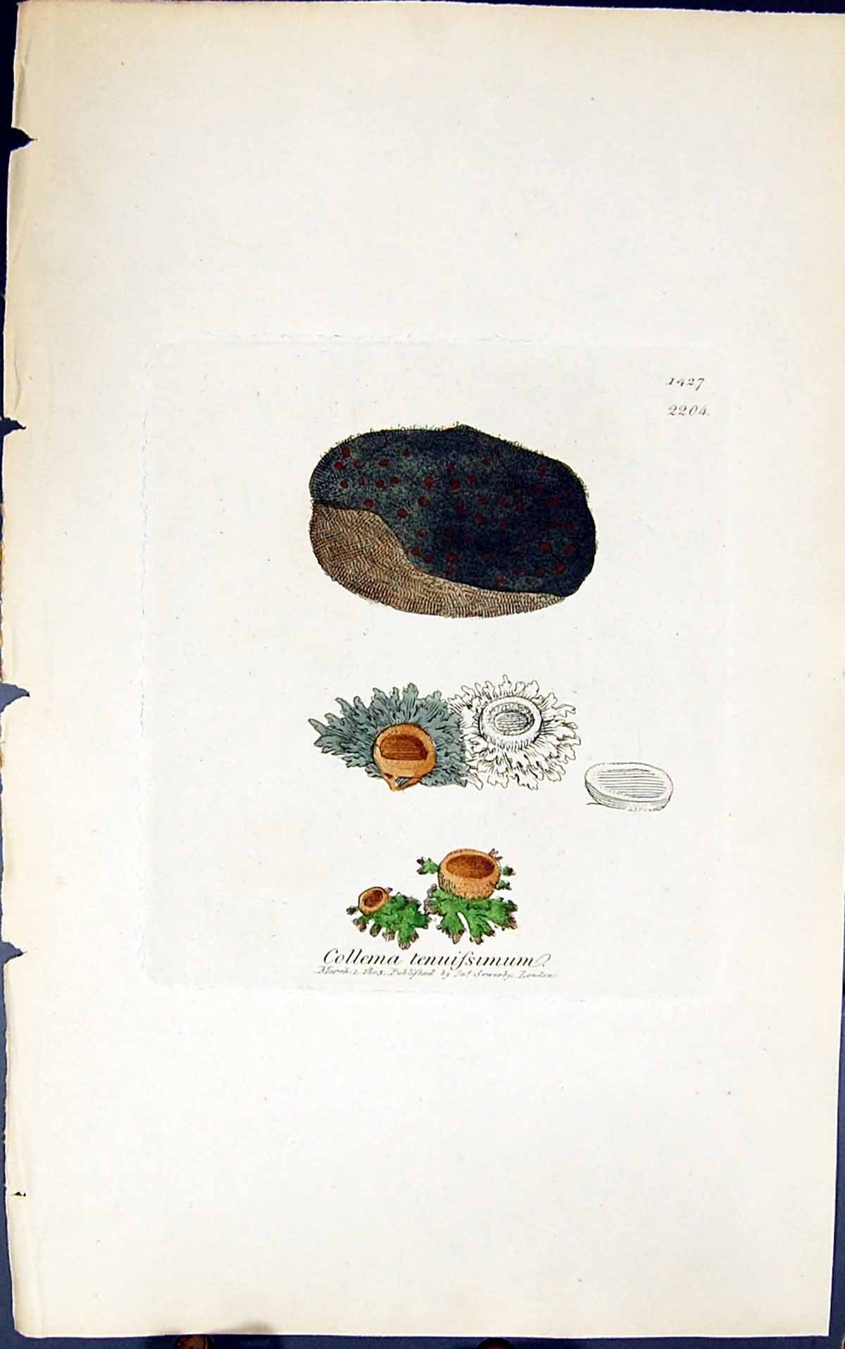 Antique Old Print Collema Tenussumum 1847 British Plants Sowerby Smith Colour