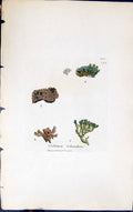 Antique Old Print Collema Schraderi 1847 British Plants Sowerby Smith Colour