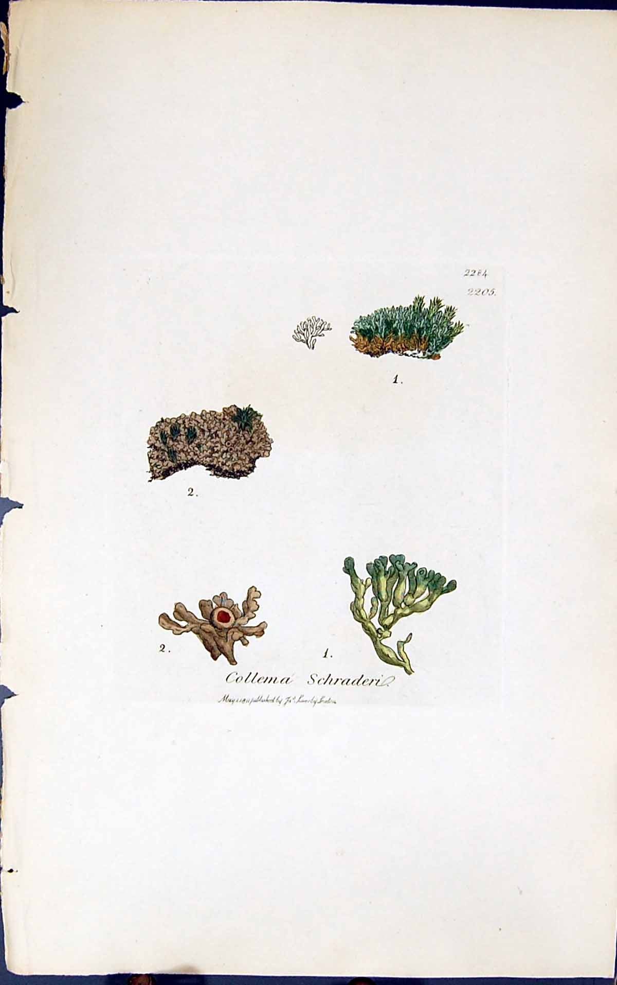 Antique Old Print Collema Schraderi 1847 British Plants Sowerby Smith Colour