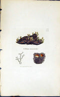 Antique Old Print Collema Muscicola 1847 British Plants Sowerby Smith Colour