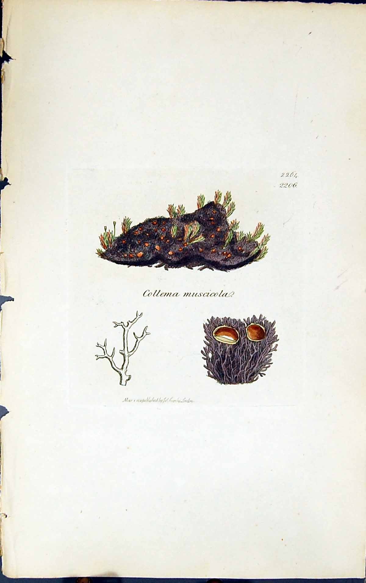 Antique Old Print Collema Muscicola 1847 British Plants Sowerby Smith Colour