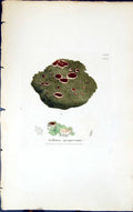 Antique Old Print Collema Spongiosum 1847 British Plants Sowerby Smith Colour